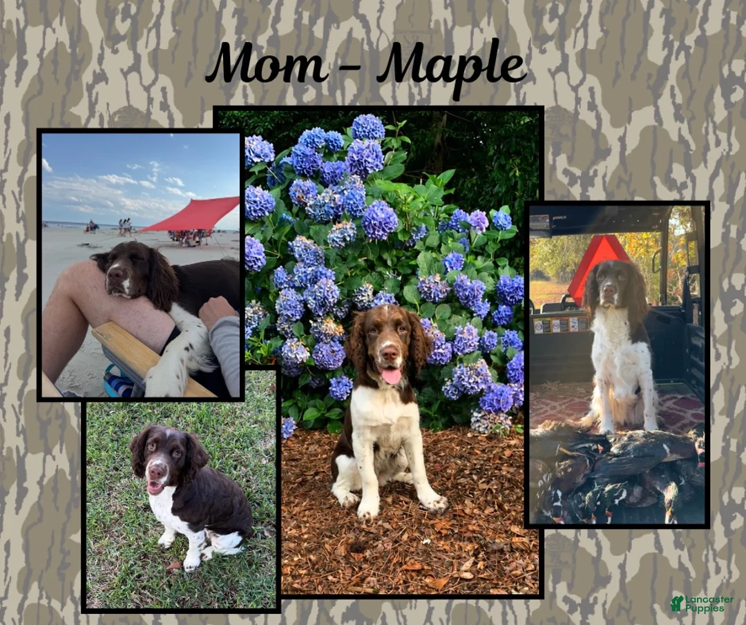 English Springer Spaniel dogs for sale: English Springer Spaniel 5 - Ad 2