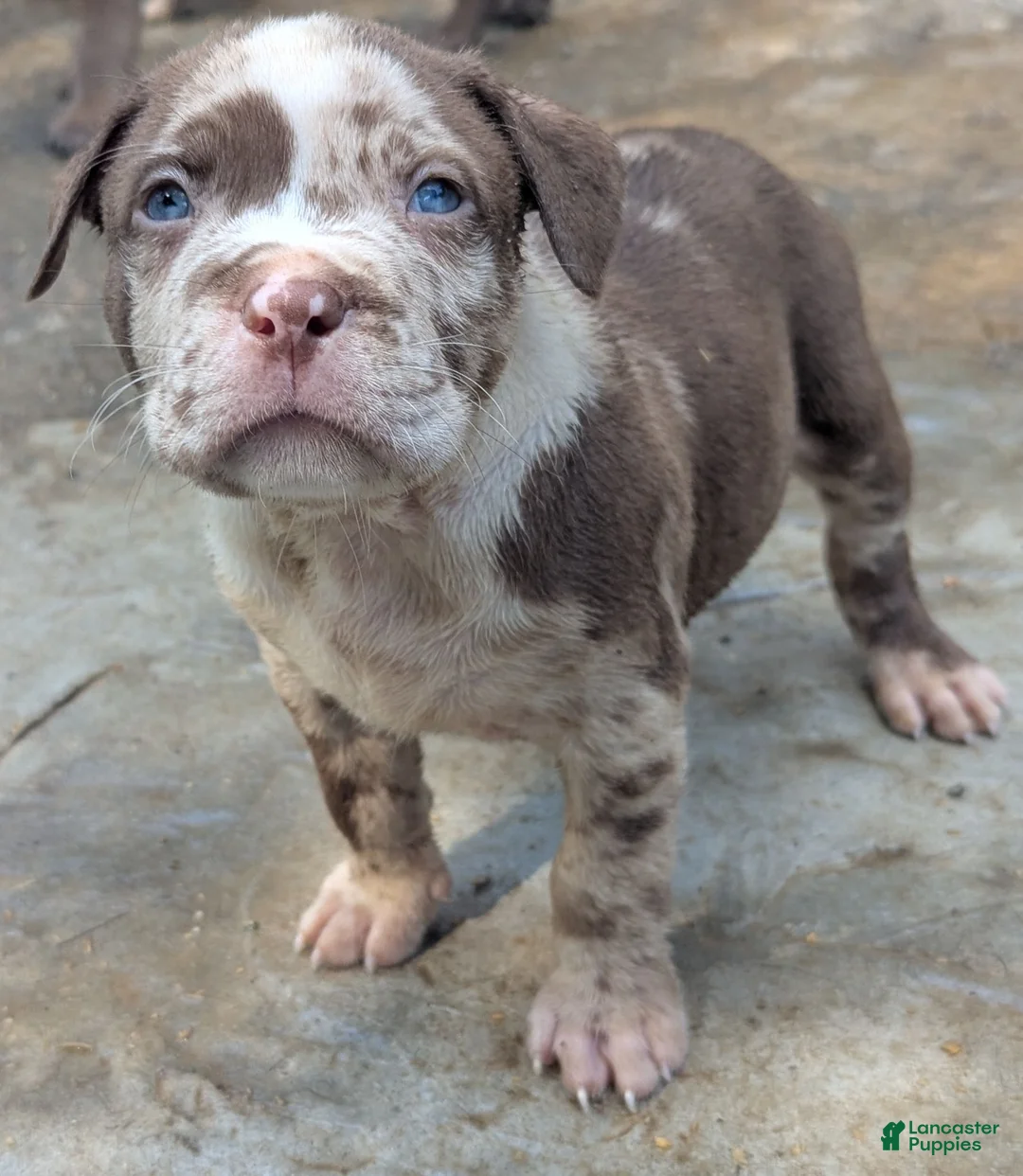 American Bully dogs for sale: Mr. Freckles - Ad 1