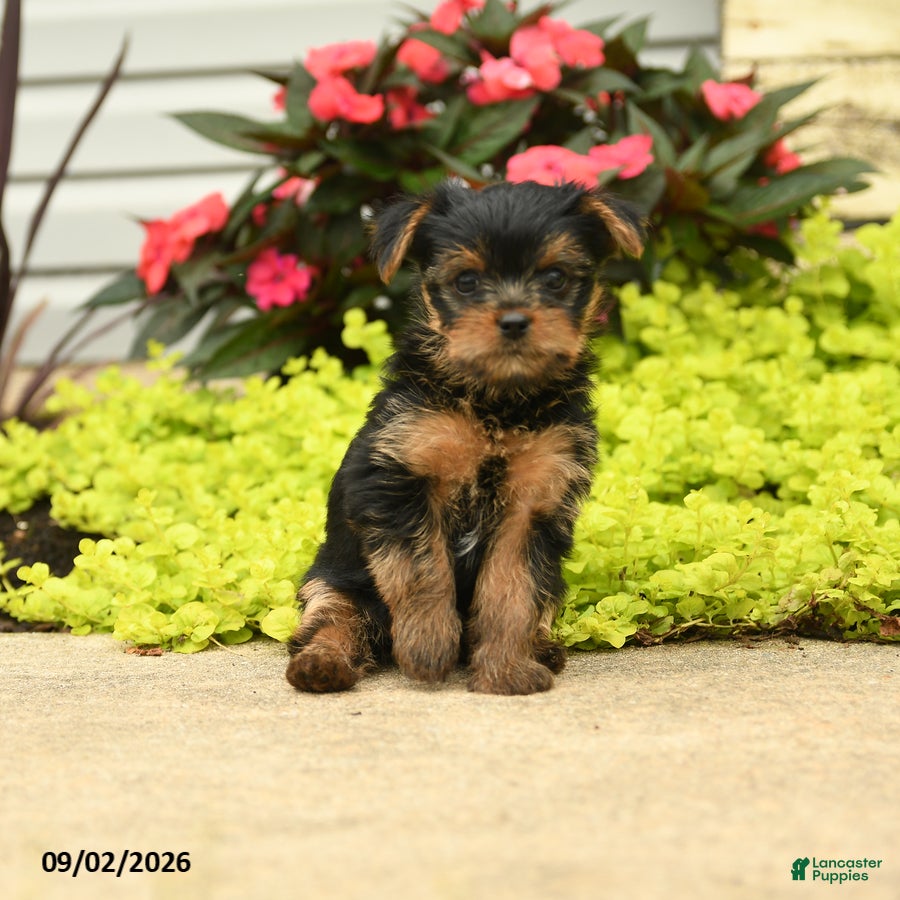 Yorkshire Terrier dogs Julio - Ad 1