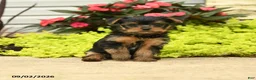 Yorkshire Terrier dogs for sale: Julio - Ad 4