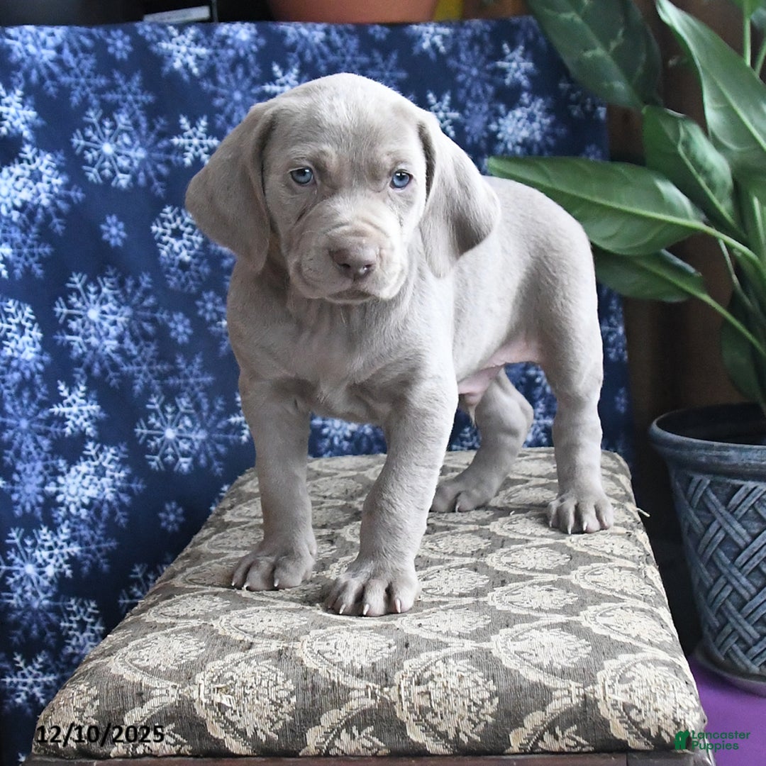 Weimaraner dogs for sale: Dylan - Ad 1