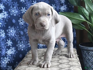 Weimaraner dogs Dylan - Ad 7