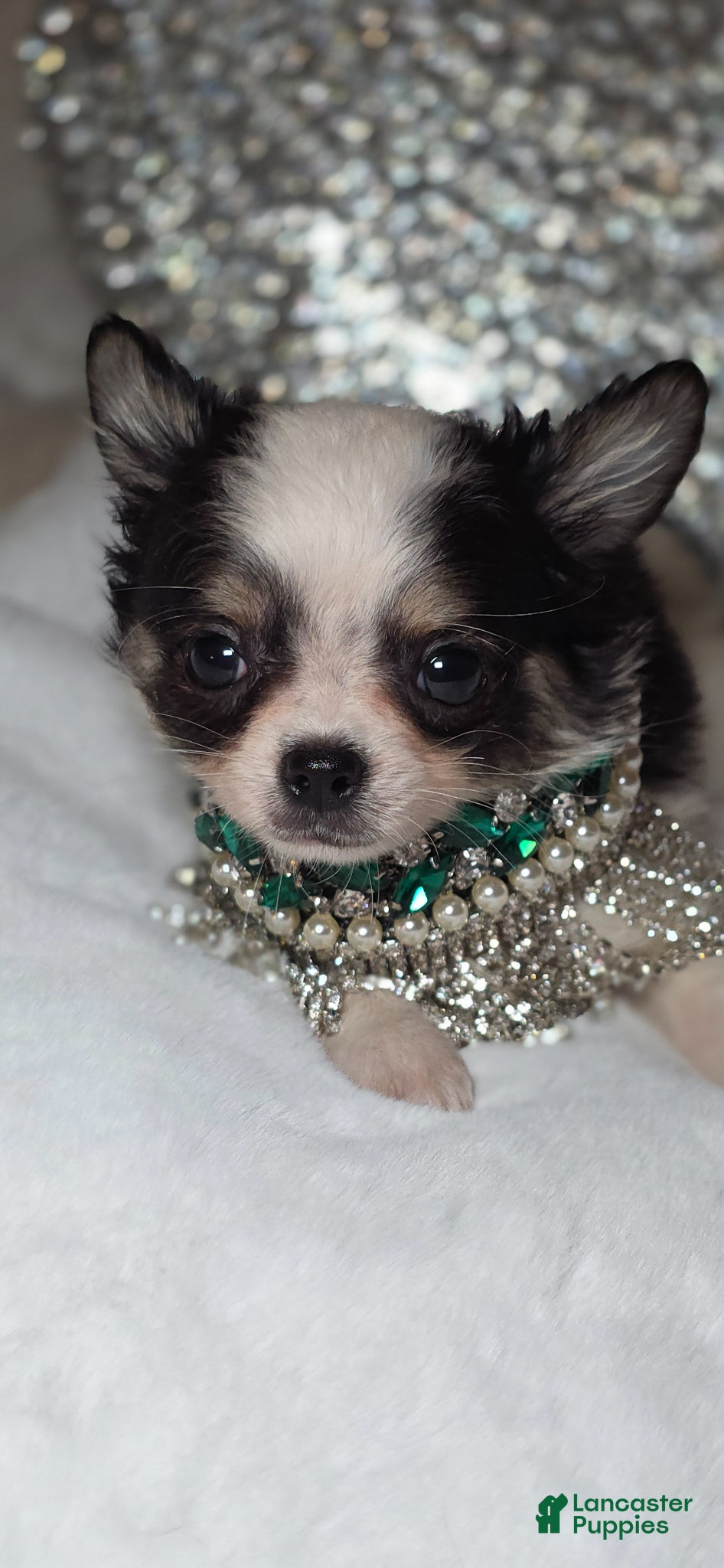 Chihuahua dogs Zane - Ad 2