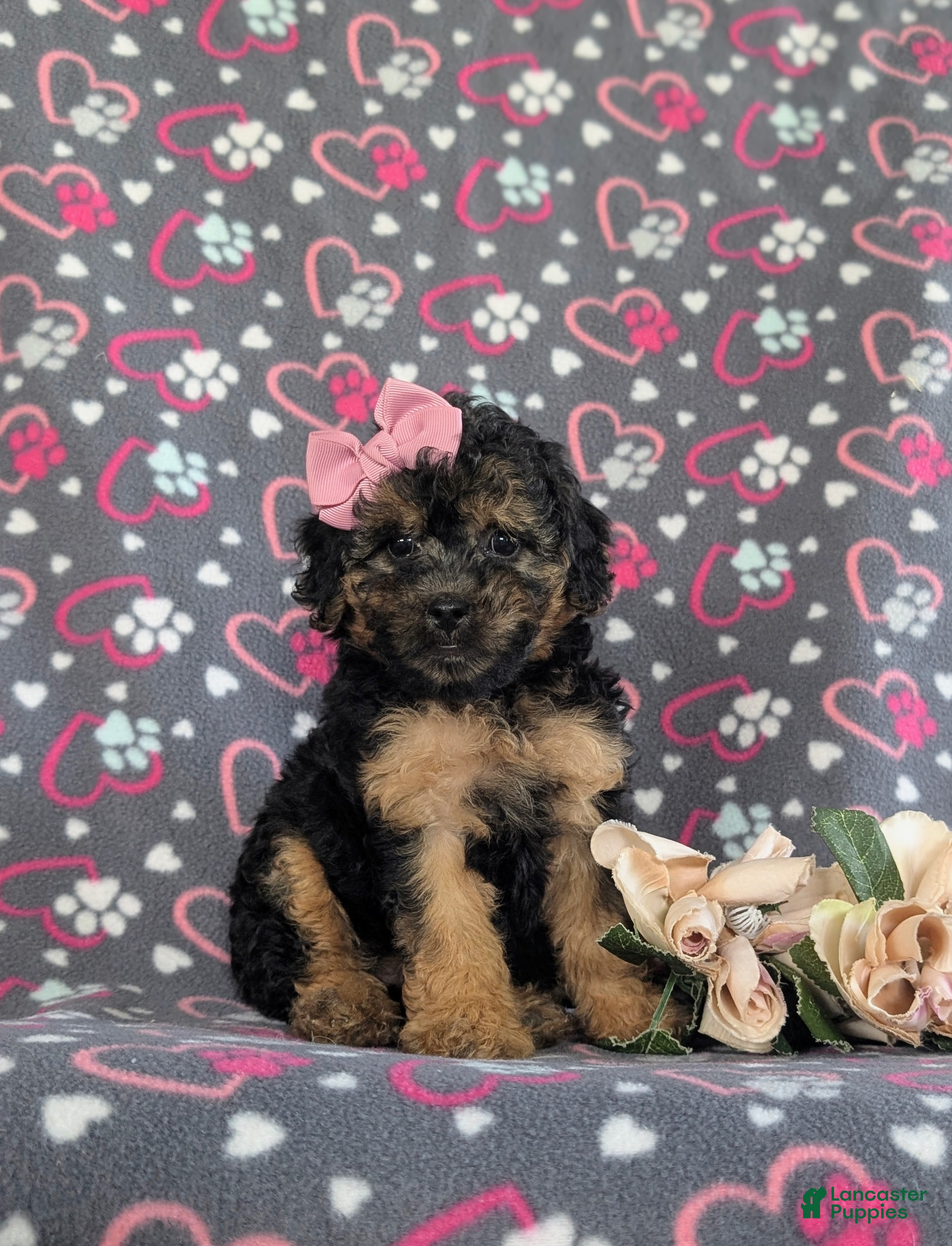 Bichpoo dogs Ariana - Ad 1