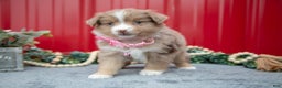 Miniature Australian Shepherd dogs for sale: Lily - Ad 2