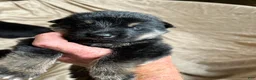 German Shepherd dogs for sale: German Shepherd 4 - Ad 8
