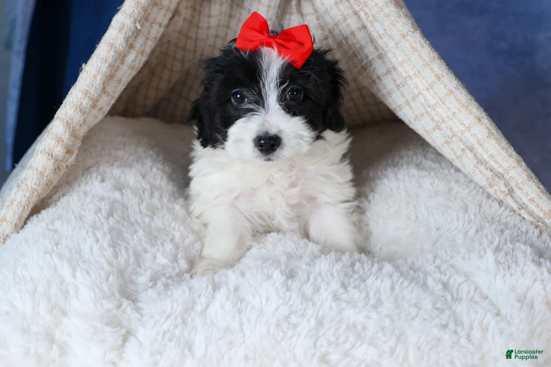 Havapoo dogs for sale: FRITZ - Ad 11