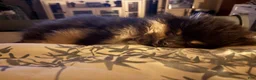 Pomeranian dogs for sale: Pomeranian 1 - Ad 3