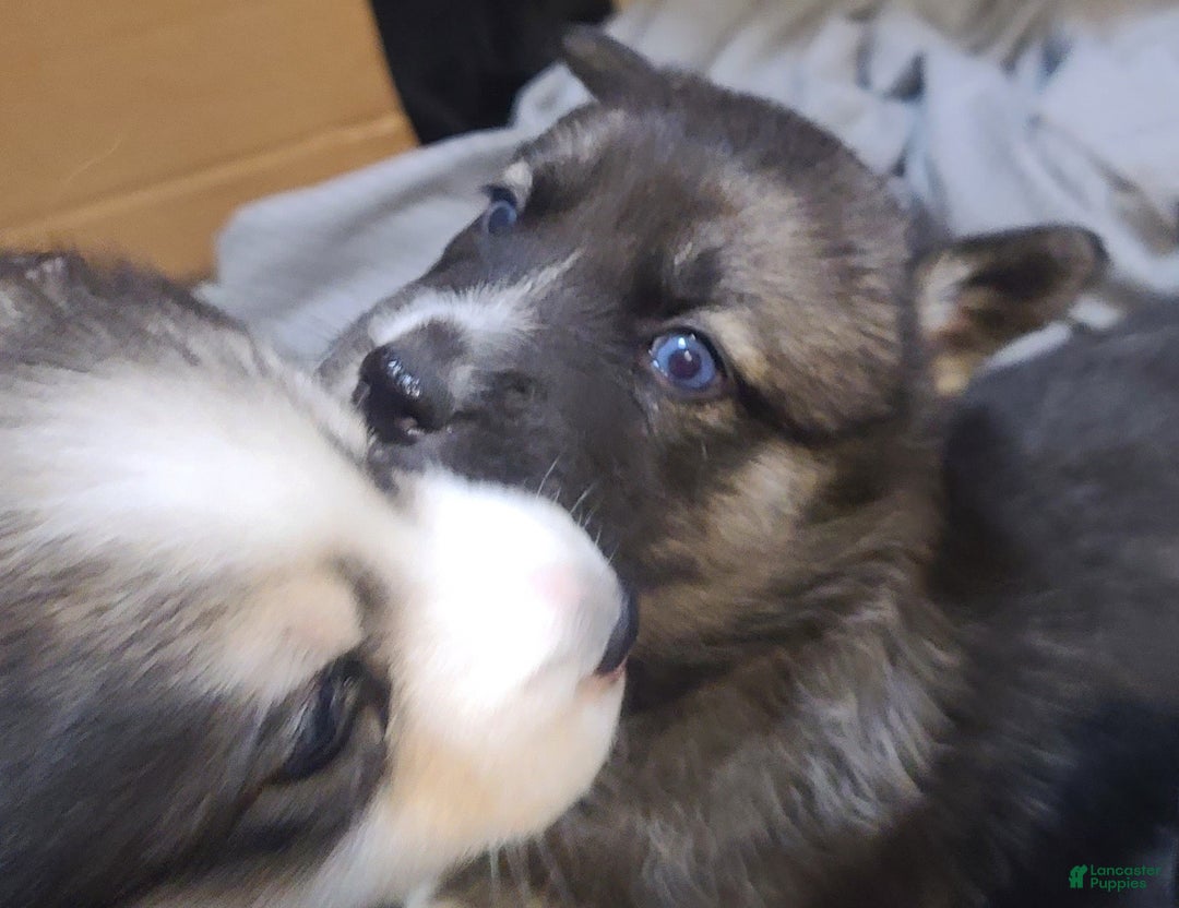 Pomsky dogs for sale: Lucky - Ad 6