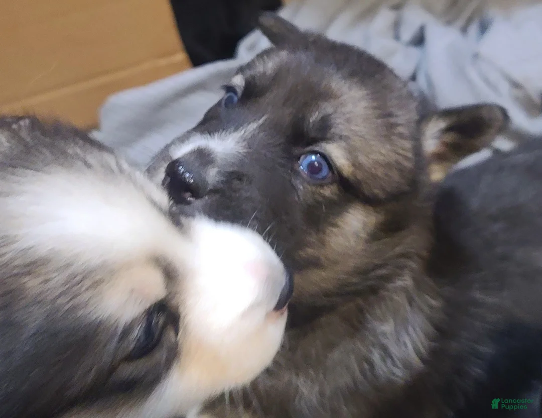 Pomsky dogs for sale: Lucky - Ad 10