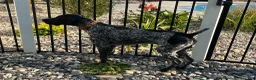 German Shorthaired Pointer dogs for sale: German Shorthaired Pointer (MALE E) - Ad 6