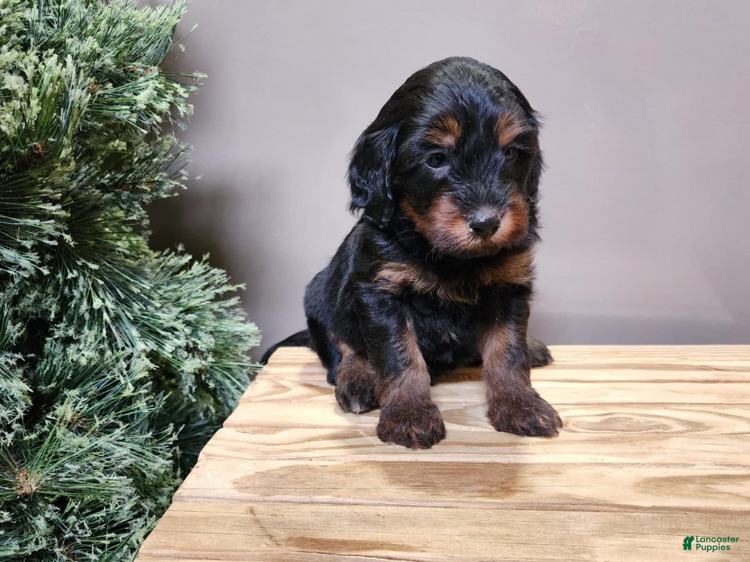 Mini Bernedoodle dogs for sale: Flake - Ad 24