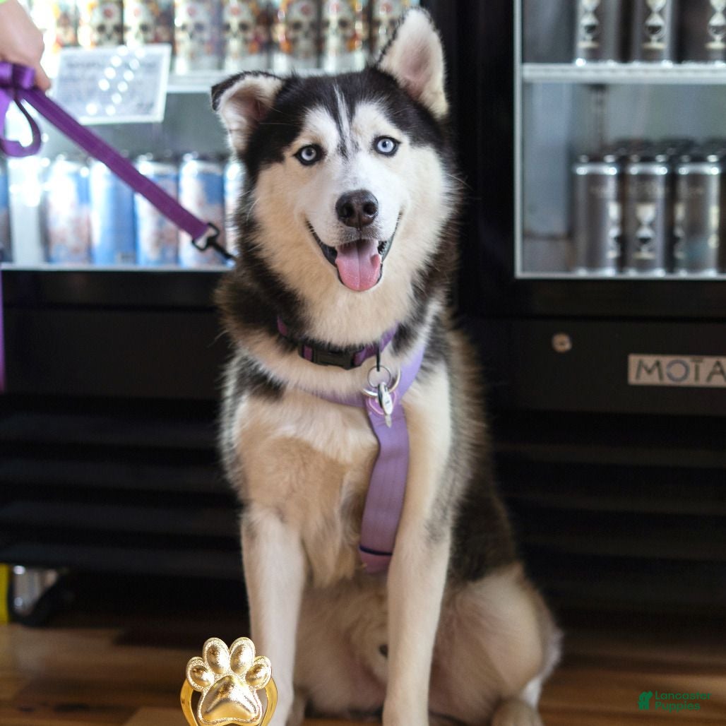Siberian Husky dogs Pawvarotti - Ad 2