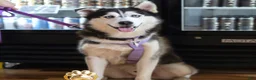 Siberian Husky dogs for sale: Pawvarotti - Ad 2