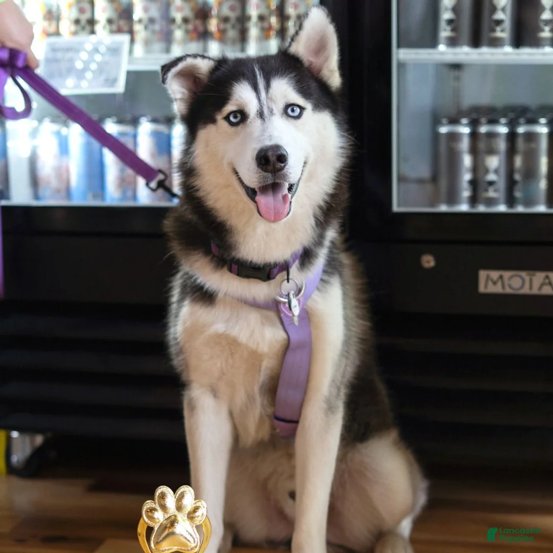 Siberian Husky dogs for sale: Pawvarotti - Ad 2