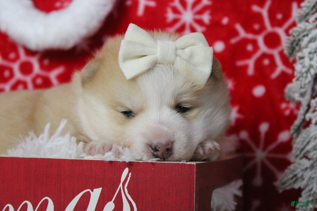 Pomsky dogs for sale: Shasta  - Ad 3