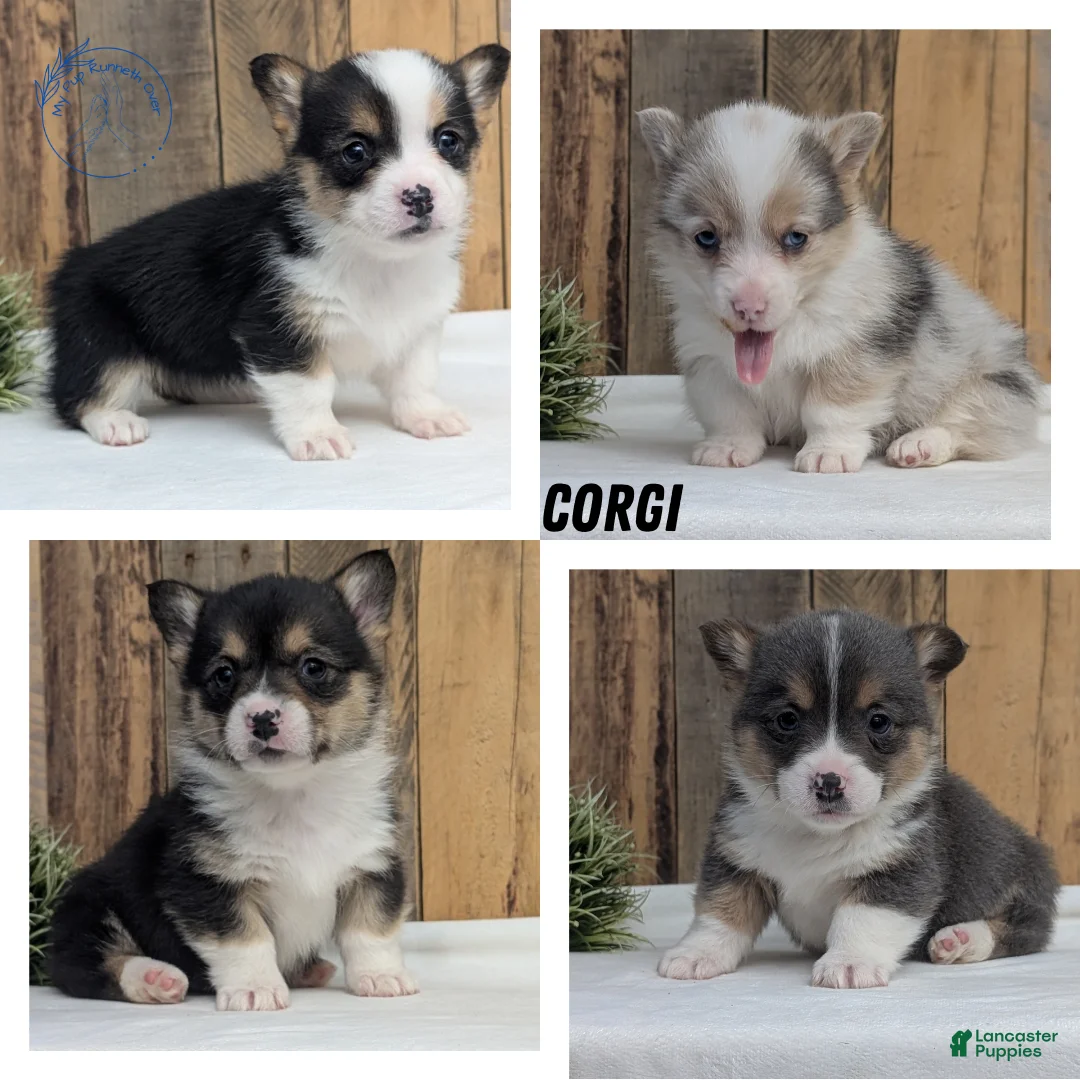 Welsh Corgi Pembroke dogs for sale: Felicity  - Ad 12