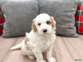 Goldendoodle dogs Wesley - Ad 9