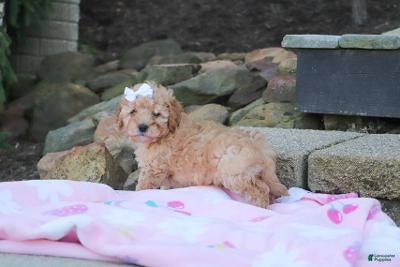 Cavapoo dogs Russel - Ad 1