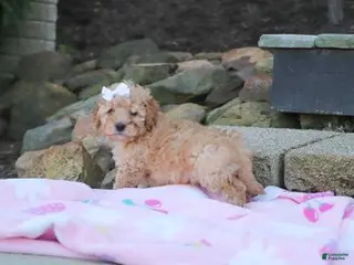 Cavapoo dogs for sale: Russel - Ad 3