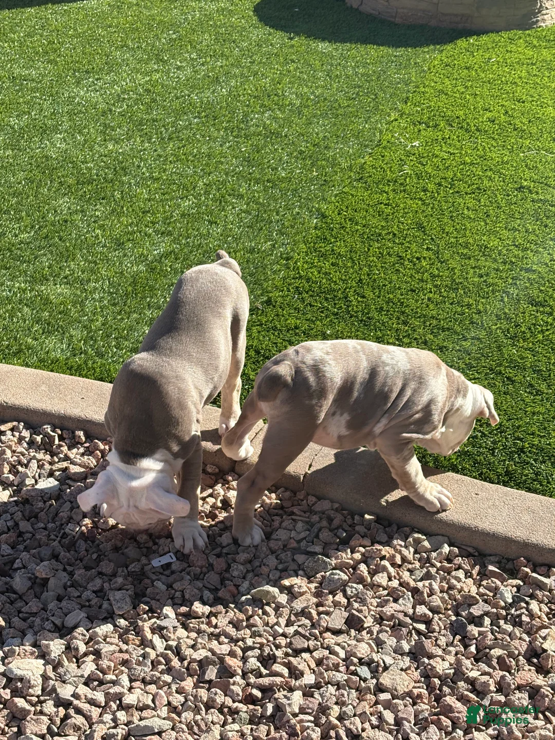 Olde English Bulldogge dogs for sale: Olde English Bulldogge Puppy 2 - Ad 1