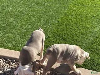 Olde English Bulldogge dogs Olde English Bulldogge Puppy 2 - Ad 3