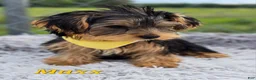Yorkshire Terrier dogs for sale: Maxx - Ad 2