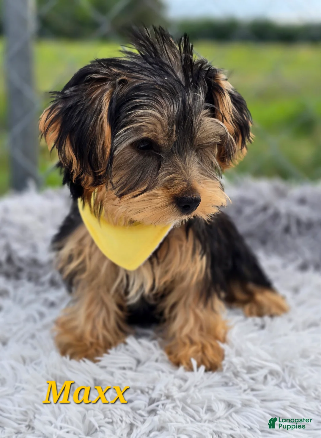 Yorkshire Terrier dogs for sale: Maxx - Ad 2