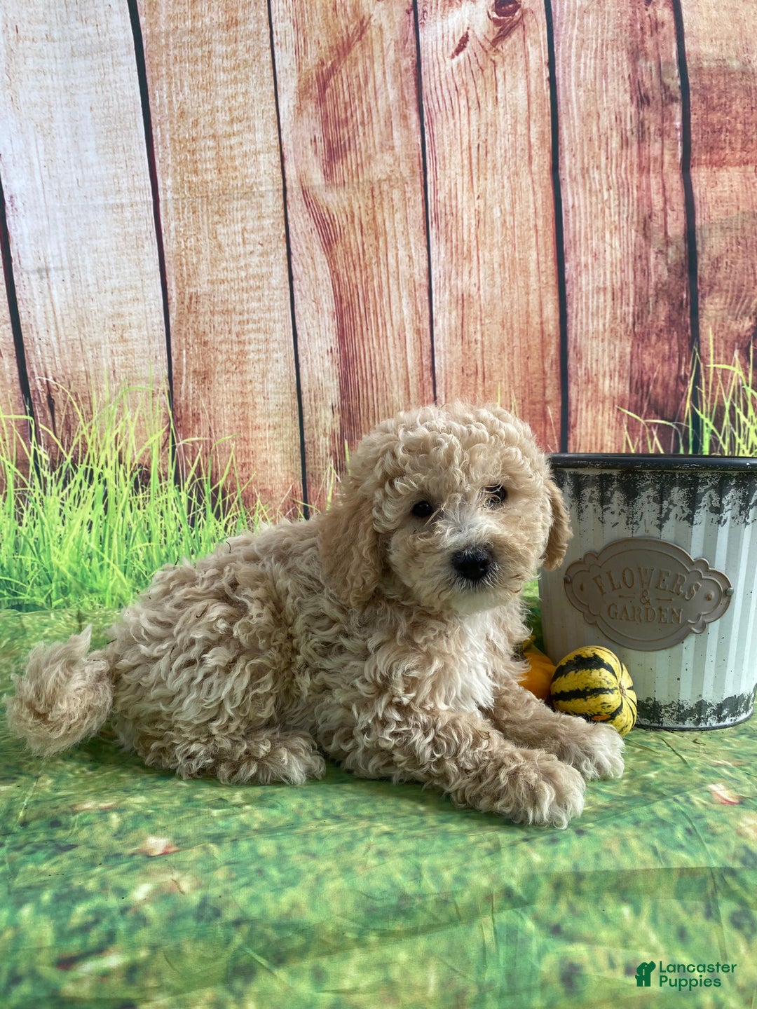 Bichpoo dogs for sale: Theo - Ad 10