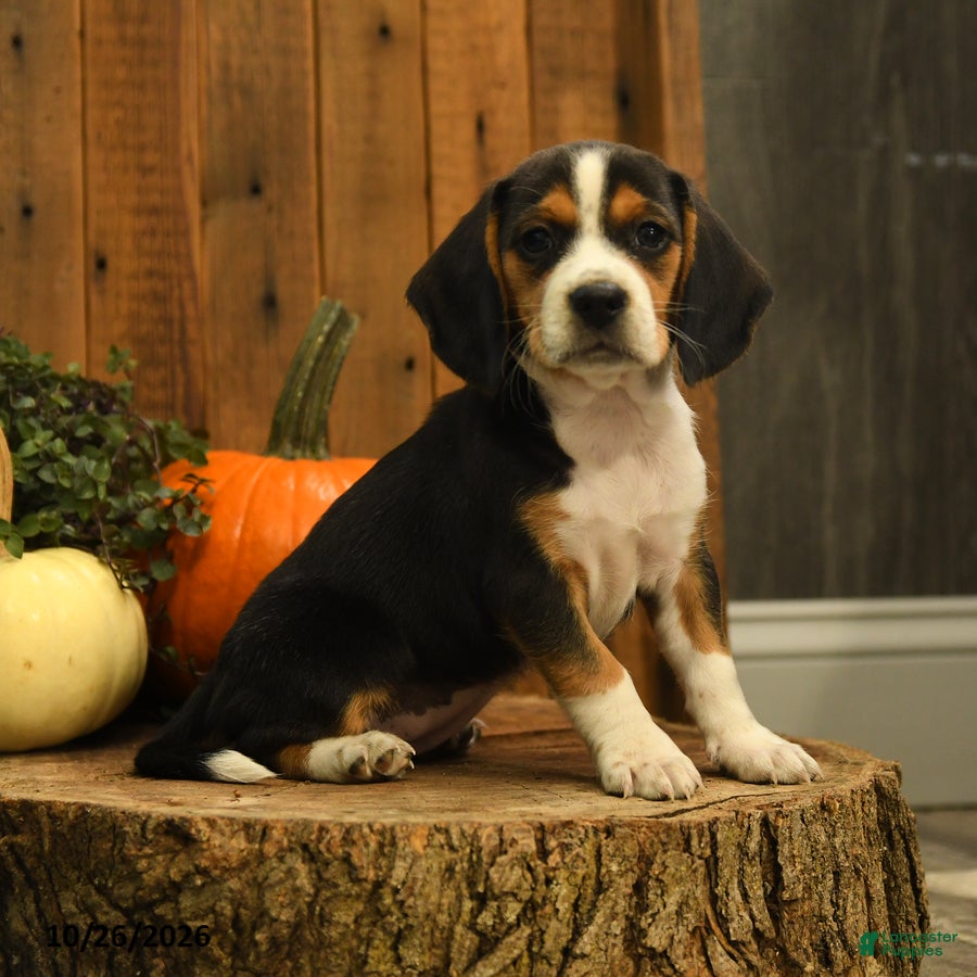 Beagle dogs for sale: Milkyway - Ad 2