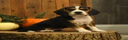 Beagle dogs for sale: Milkyway - Ad 2