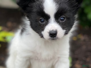 Papillon dogs - Ad 11