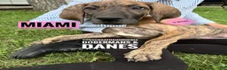 Great Dane dogs for sale: Miami - Ad 4
