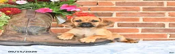 Puggle dogs for sale: Simpkins - Ad 3