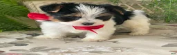 Biewer Terrier dogs for sale: Winky - Ad 11