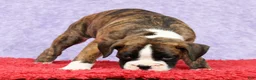 Boxer dogs for sale: Rose - Ad 4