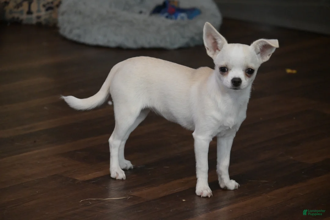 Chihuahua dogs for sale: Cole - Ad 6