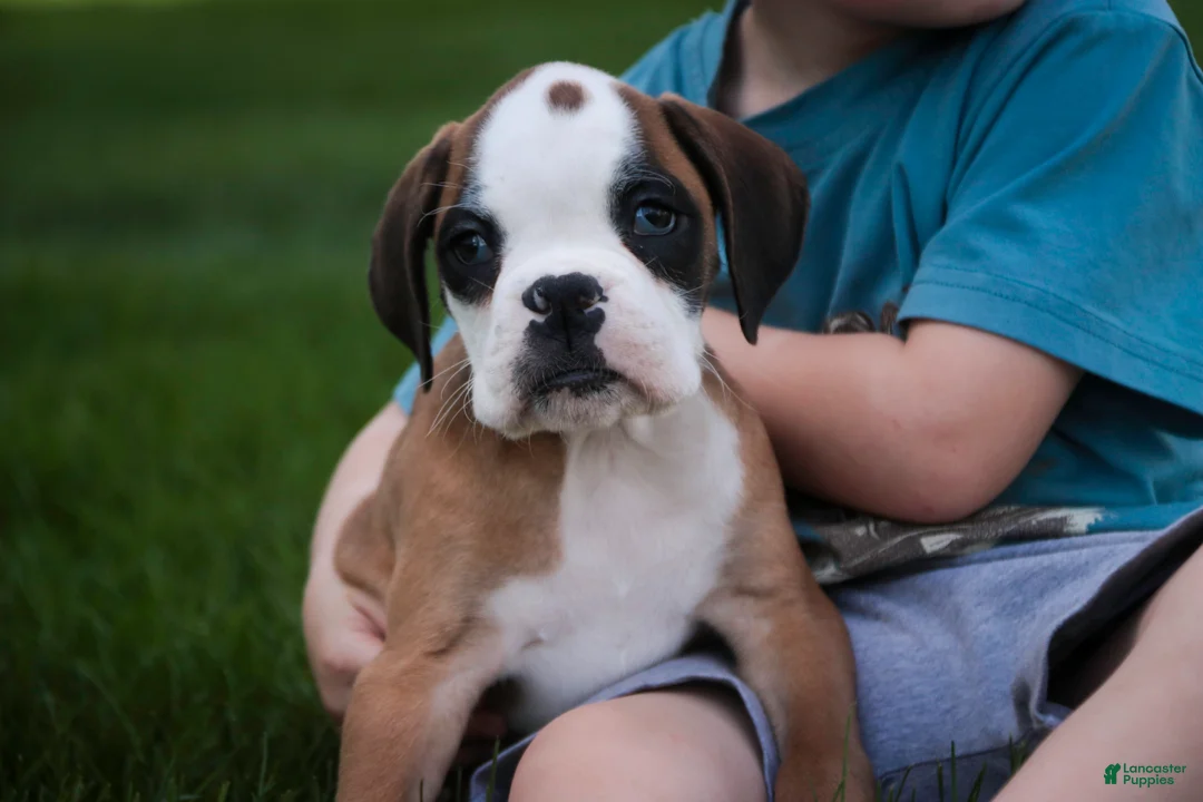 Boxer dogs for sale: Dirk - Ad 1