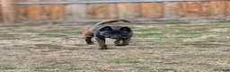 Belgian Malinois dogs for sale: AKC Belgian Malinois - Purple Collar - Ad 7