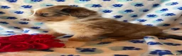 Mixed Breed dogs for sale: Linus - Ad 2