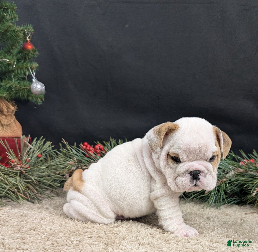 English Bulldog dogs for sale: Frosty  - Ad 2