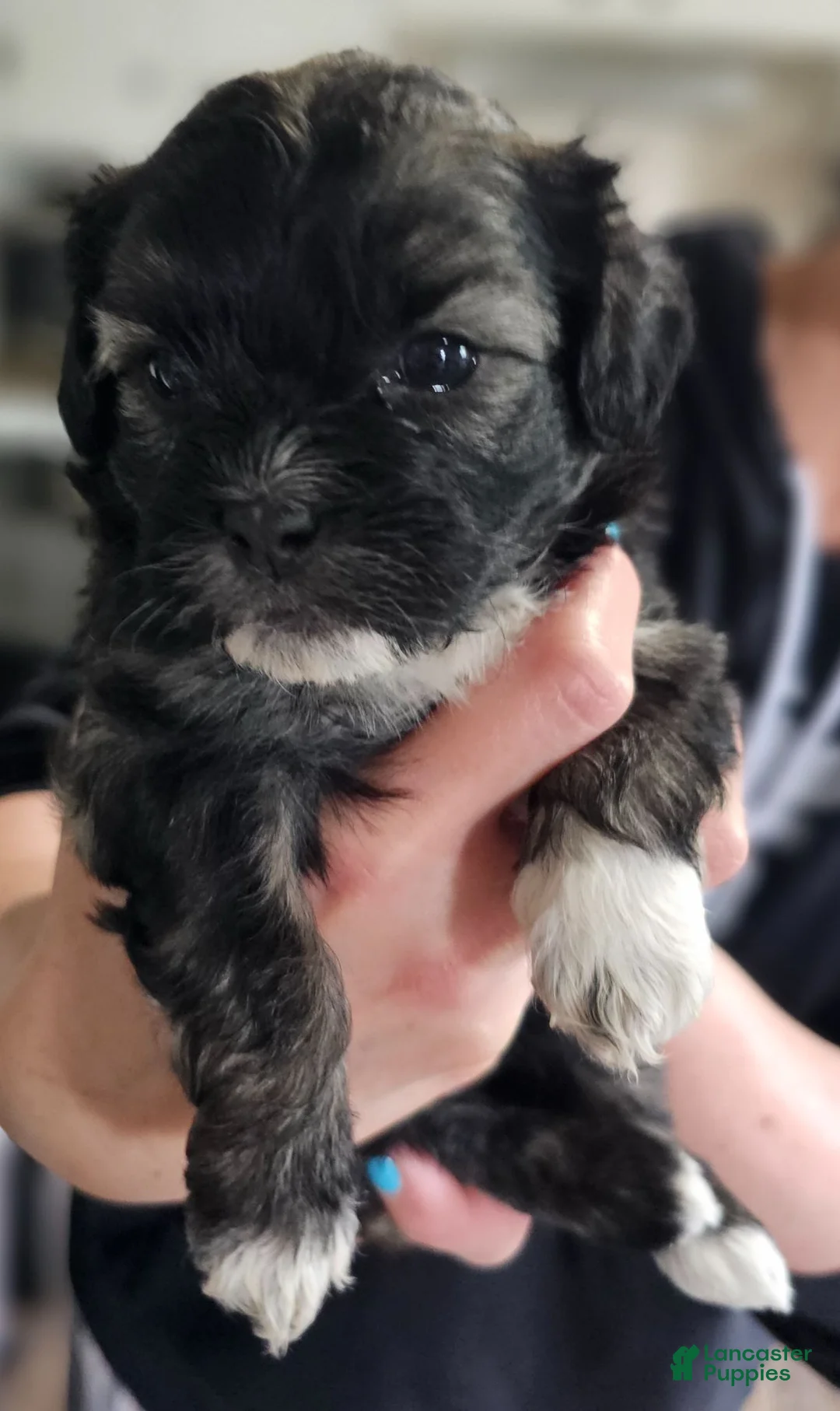 Teddy Bear dogs for sale: Sara - Ad 1