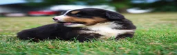 Bernese Mountain Dog dogs for sale: Sullivan - Ad 3