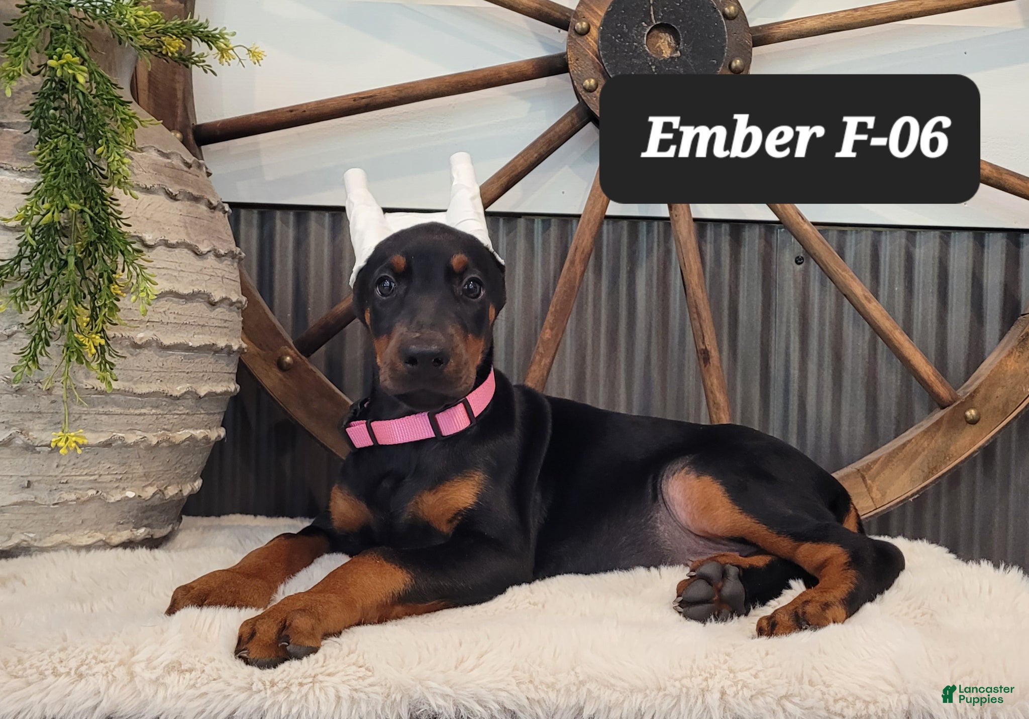 Doberman Pinscher dogs EMBER - Ad 30