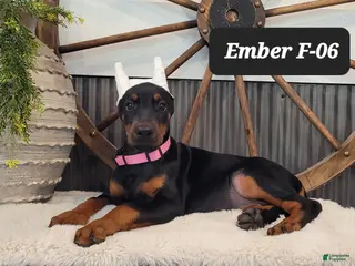 Doberman Pinscher dogs EMBER - Ad 30