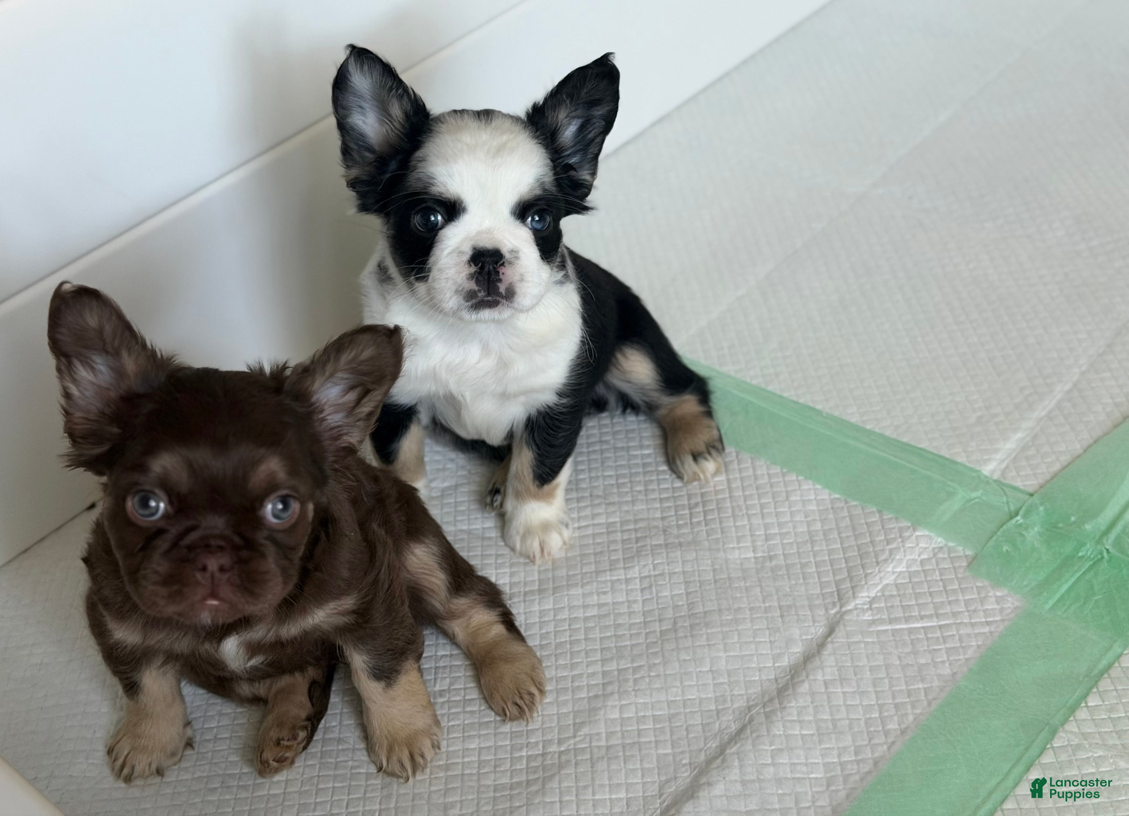 French Bulldog dogs for sale: Diamond  - Ad 2