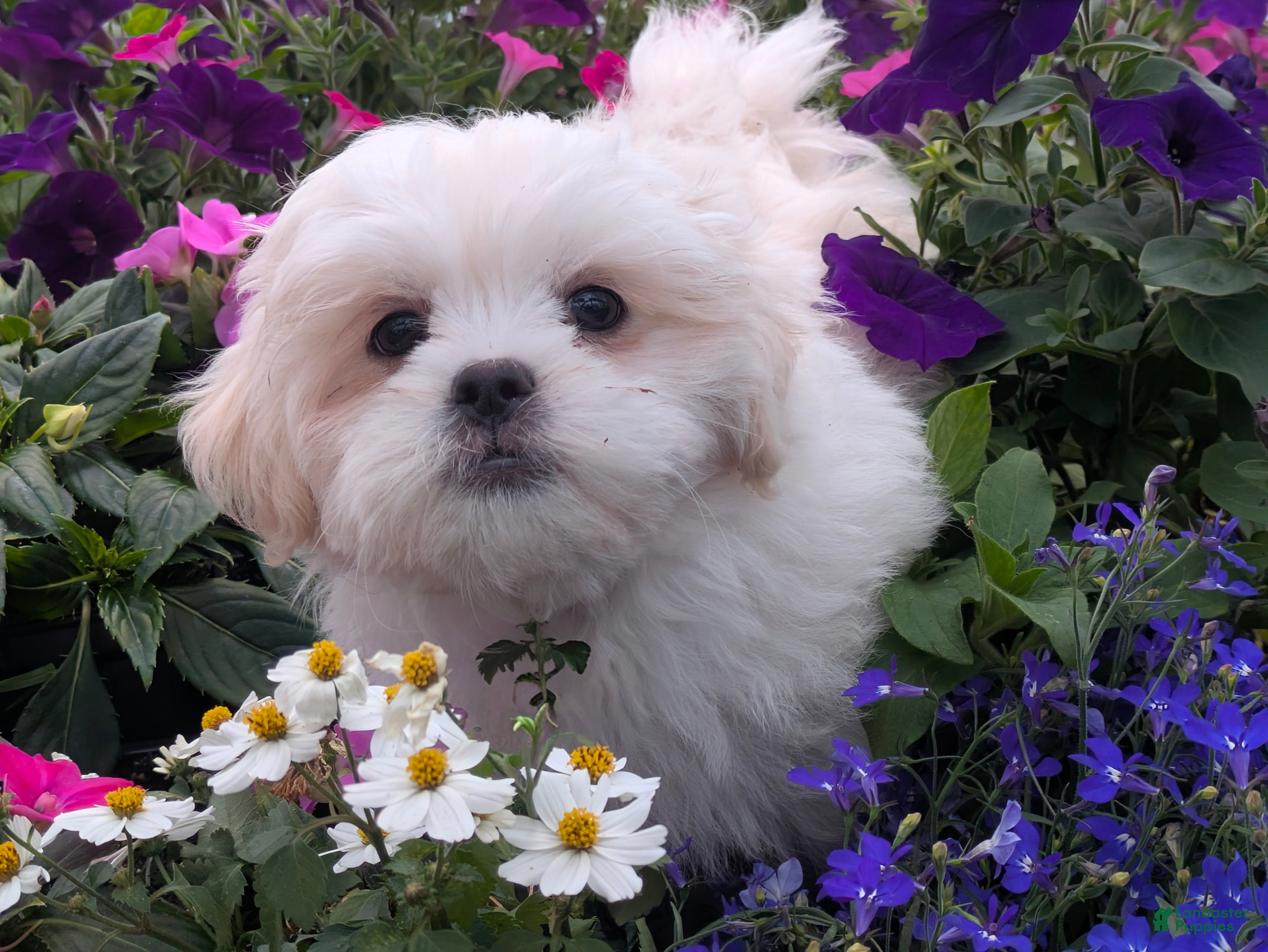 Malshi dogs Sherpa  - Ad 1