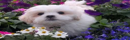 Malshi dogs for sale: Sherpa  - Ad 1