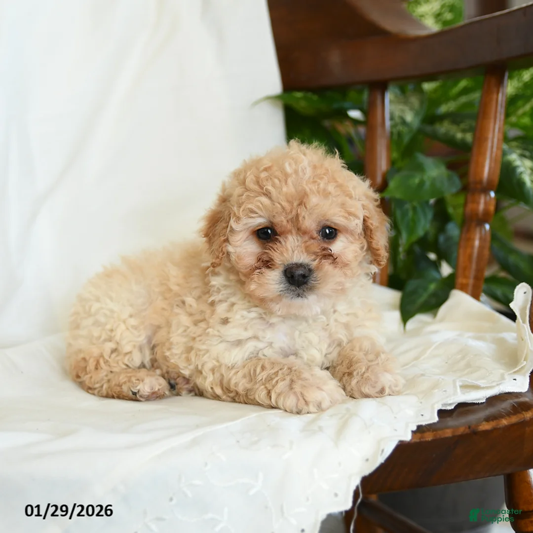 Miniature Poodle dogs for sale: Jade - Ad 1
