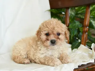 Miniature Poodle dogs Jade - Ad 15